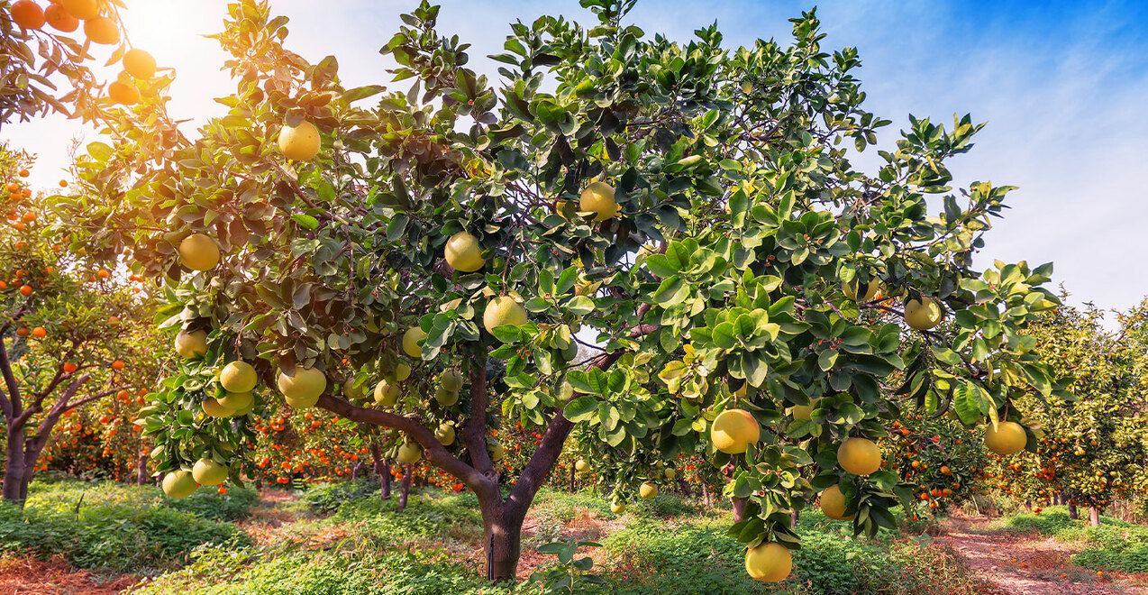 Eighth Sunday in Ordinary Time – Feb. 27, 2022