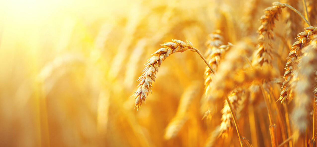 Fifth Sunday of Lent — March 21, 2020