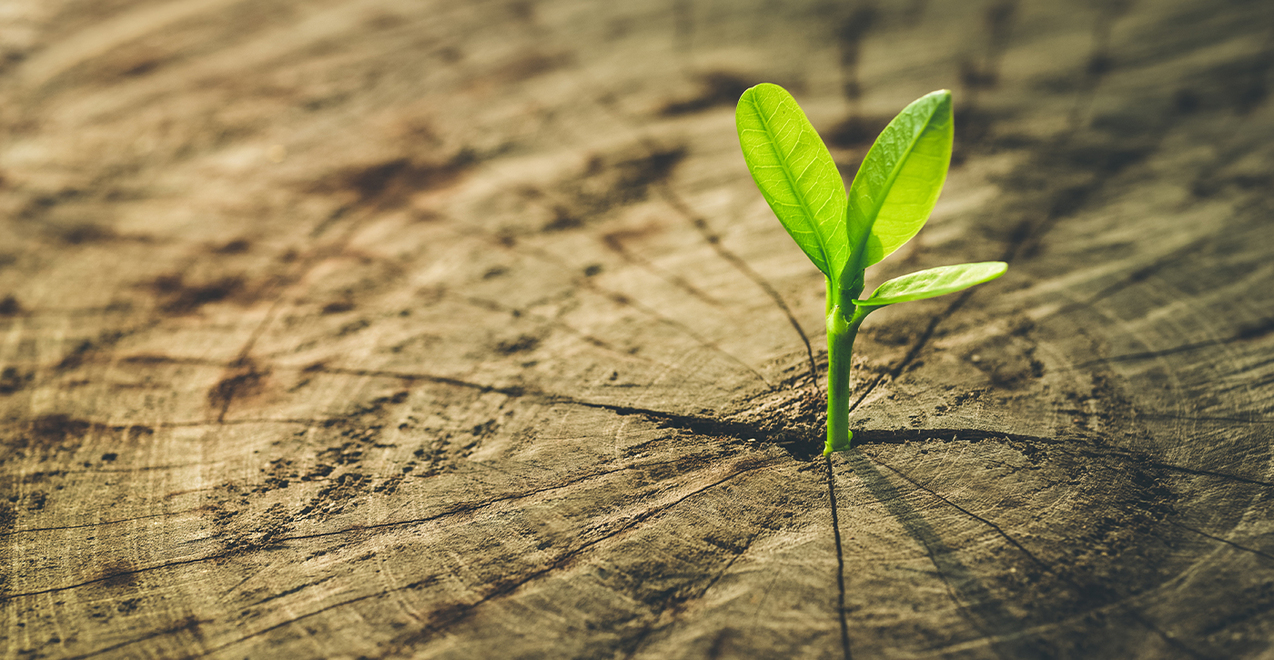 Second Sunday of Advent — Dec. 4, 2022