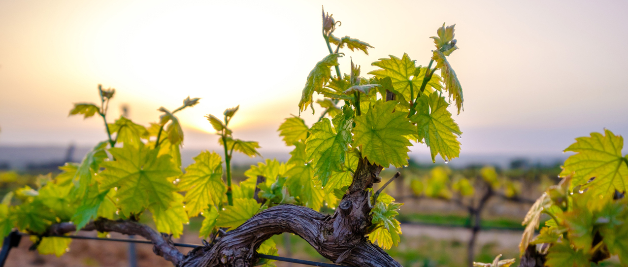 Fifth Sunday of Easter — May 2, 2021