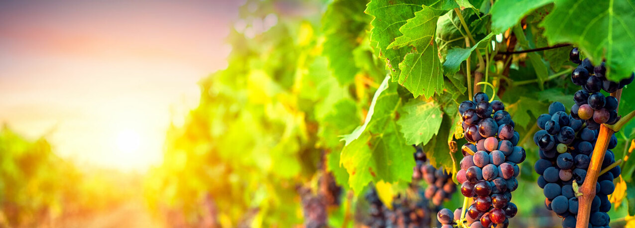 Twenty-sixth Sunday in Ordinary Time - Sept. 27