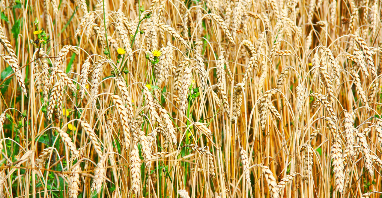 Sixteenth Sunday in Ordinary Time — July 23, 2023